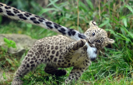 De ce un leopard de zăpadă (leopardul de zăpadă) își păstrează coada în gură
