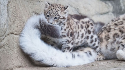 De ce un leopard de zăpadă (leopardul de zăpadă) își păstrează coada în gură