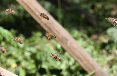 A magazin „Méhészeti” - milyen messzire méhek repülnek