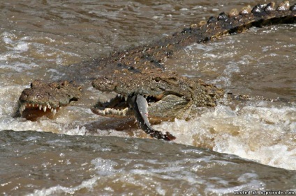 Reptile reptile - 25 fotografii - poze - fotografie nature world