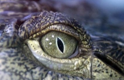 Reptile reptile - 25 fotografii - poze - fotografie nature world