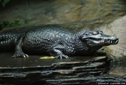 Reptile reptile - 25 fotografii - poze - fotografie nature world