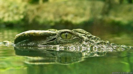 Reptile reptile - 25 fotografii - poze - fotografie nature world