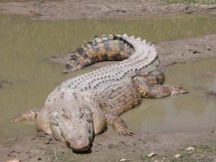 Reptile reptile - 25 fotografii - poze - fotografie nature world