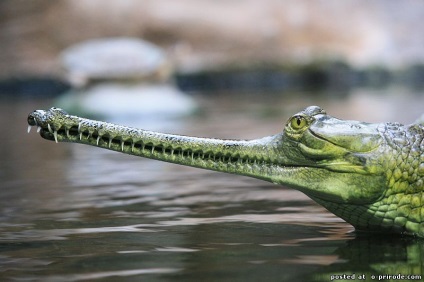 Reptile reptile - 25 fotografii - poze - fotografie nature world