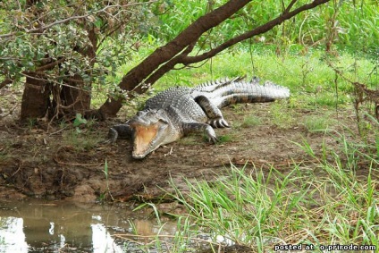 Reptile reptile - 25 fotografii - poze - fotografie nature world