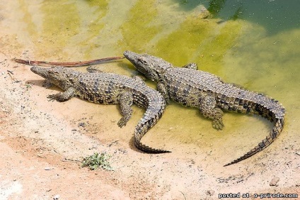 Reptile reptile - 25 fotografii - poze - fotografie nature world