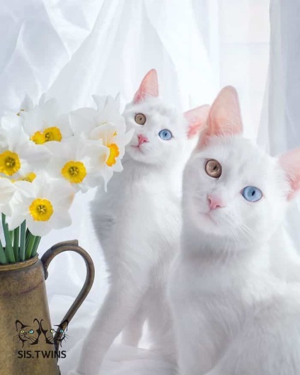 12 Cele mai frumoase pisici din lume