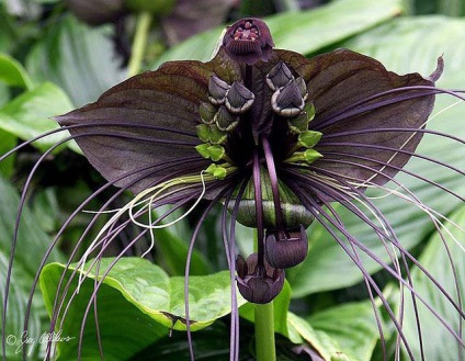15 Cele mai rare și uimitoare plante din lume