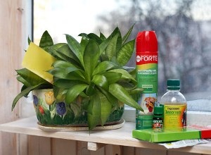 5 Mijloace pentru controlul afidelor asupra plantelor de interior, certificate, motive, metode