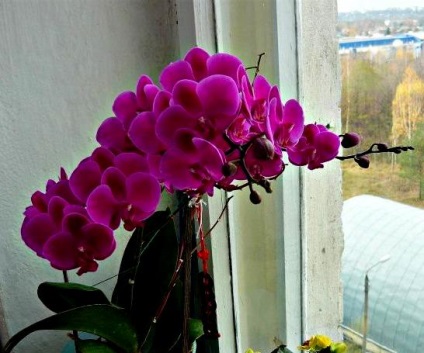 7 Secrete importante ale îngrijirii orhideelor