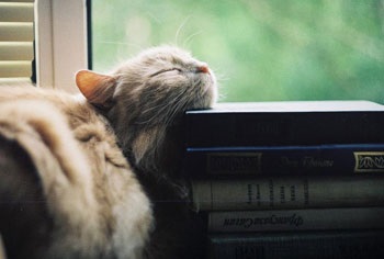 8 Povesti neobișnuite despre pisici care ajută la învățare