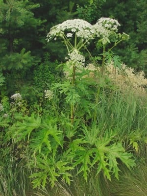 9 Cele mai periculoase plante din lume