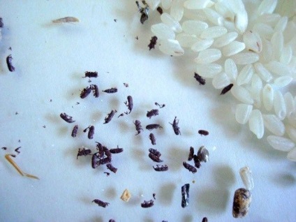 Magzsizsik (rizs) leírása ellenőrzési intézkedések, hogyan lehet megszabadulni