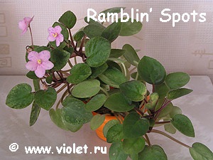 Ampelnye violete (remorci)