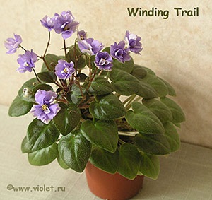 Ampelnye violete (remorci)