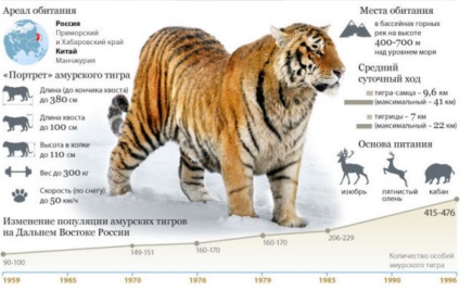 Amur tigru - fapte interesante