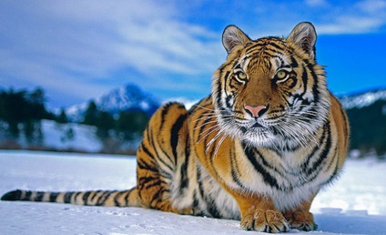 Amur tigru - fapte interesante