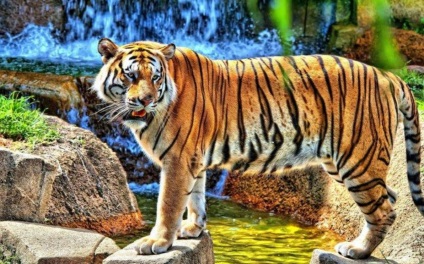 Amur tigru - fapte interesante