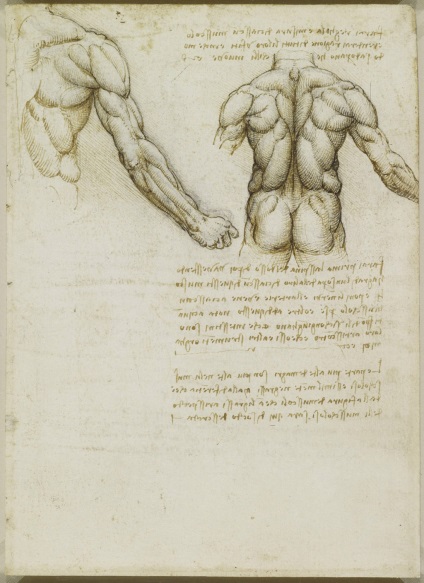 Desene anatomice ale lui Leonardo da Vinci postate în acces liber