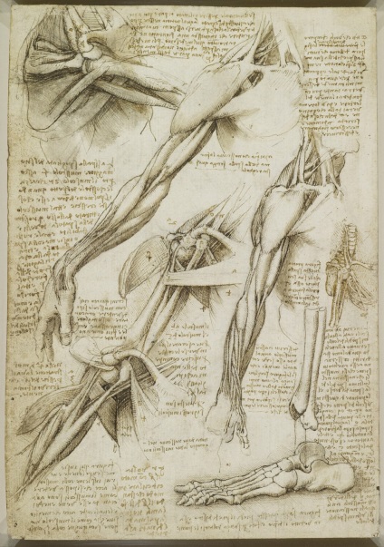 Desene anatomice ale lui Leonardo da Vinci postate în acces liber