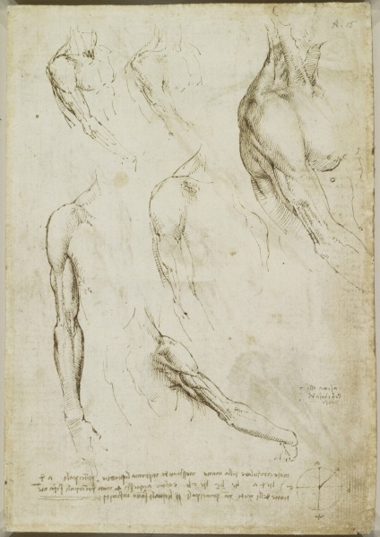 Anatómiai rajzok Leonardo da Vinci lefektetett a nyílt hozzáférés