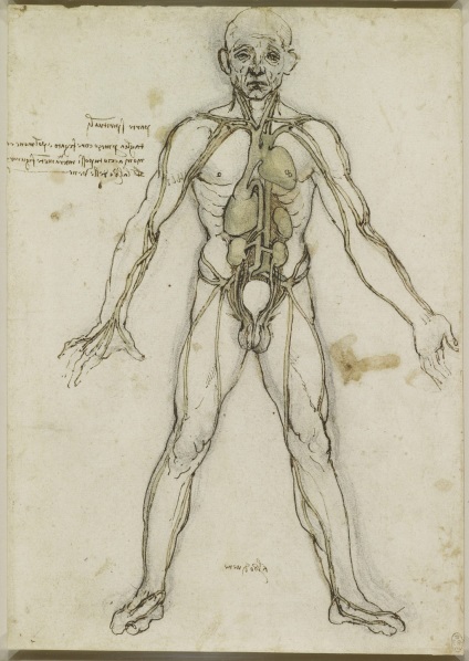 Desene anatomice ale lui Leonardo da Vinci postate în acces liber