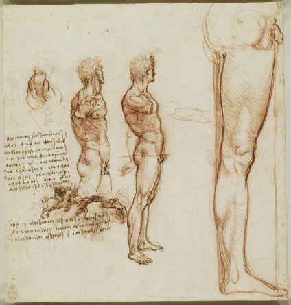 Desene anatomice ale lui Leonardo da Vinci postate în acces liber