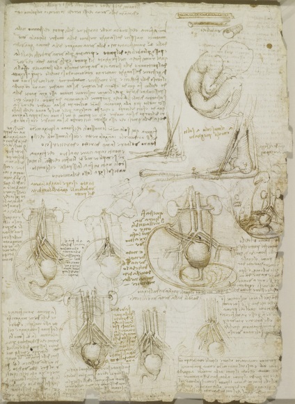 Desene anatomice ale lui Leonardo da Vinci postate în acces liber