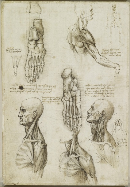 Desene anatomice ale lui Leonardo da Vinci postate în acces liber