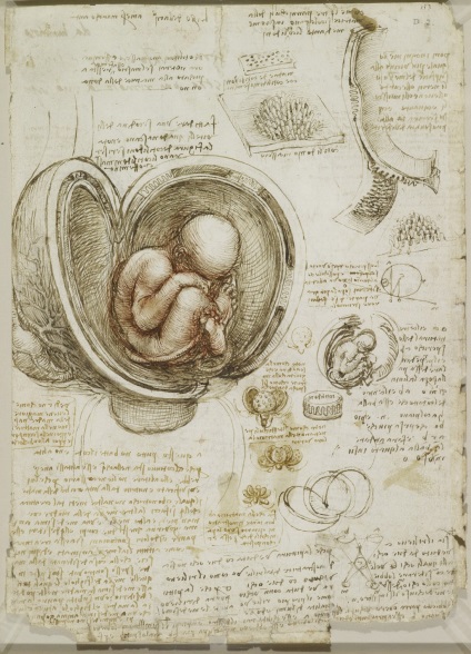 Desene anatomice ale lui Leonardo da Vinci postate în acces liber