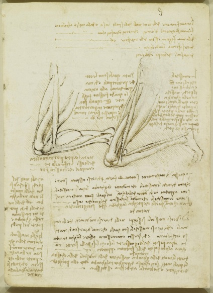 Desene anatomice ale lui Leonardo da Vinci postate în acces liber