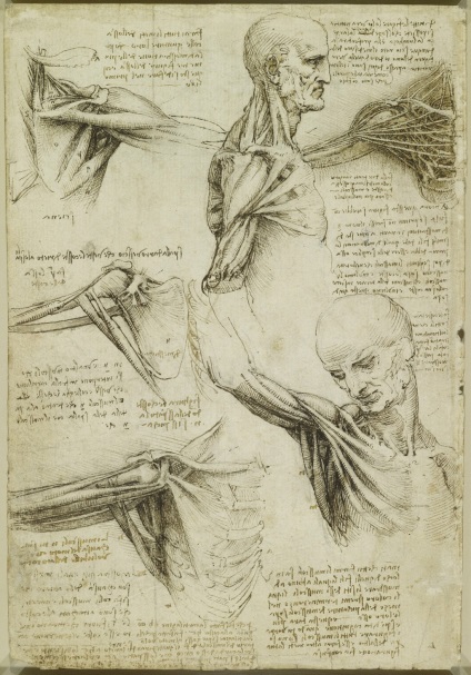 Desene anatomice ale lui Leonardo da Vinci postate în acces liber