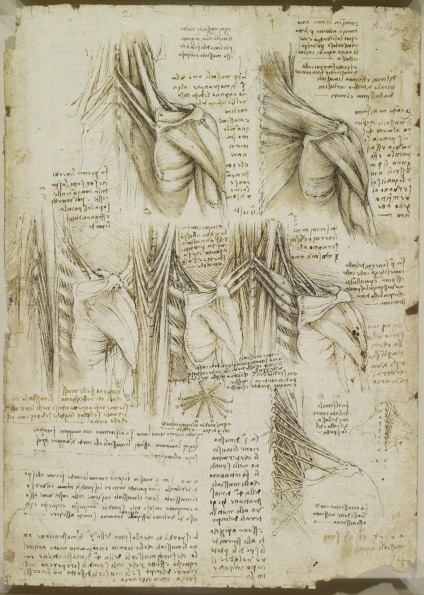 Desene anatomice ale lui Leonardo da Vinci postate în acces liber