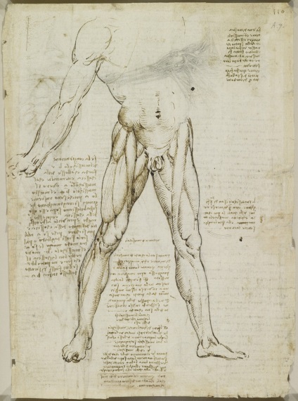 Desene anatomice ale lui Leonardo da Vinci postate în acces liber