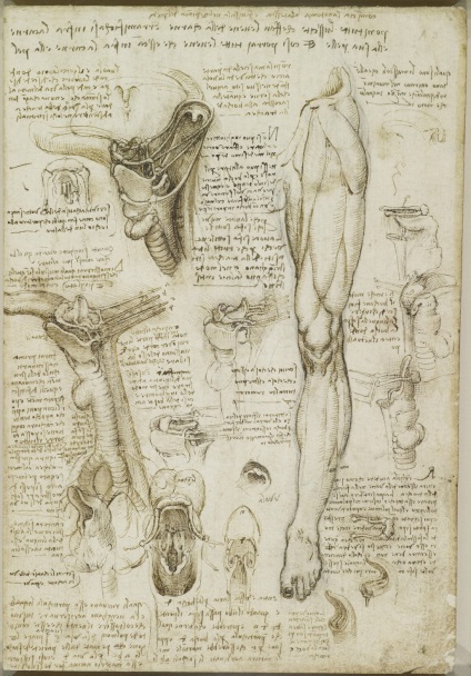 Anatómiai rajzok Leonardo da Vinci lefektetett a nyílt hozzáférés