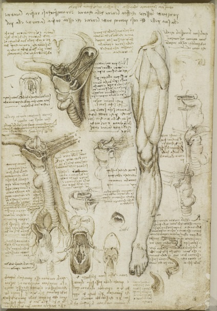 Desene anatomice ale lui Leonardo da Vinci postate în acces liber