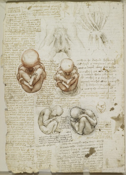 Desene anatomice ale lui Leonardo da Vinci postate în acces liber