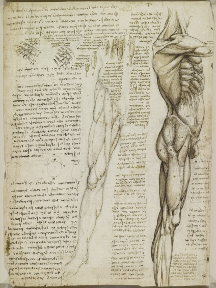 Desene anatomice ale lui Leonardo da Vinci postate în acces liber