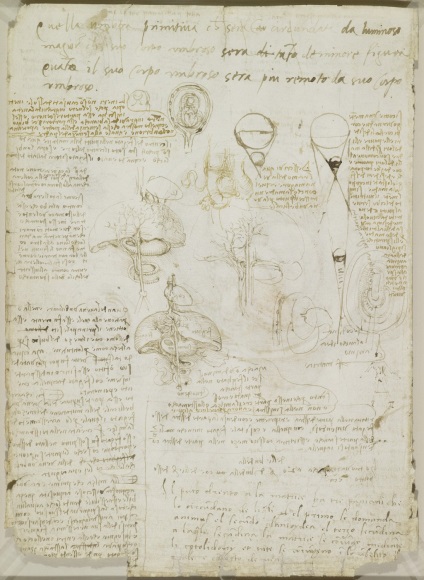 Desene anatomice ale lui Leonardo da Vinci postate în acces liber