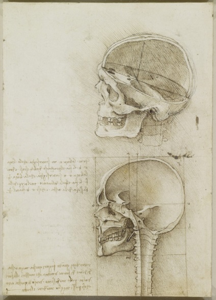 Desene anatomice ale lui Leonardo da Vinci postate în acces liber