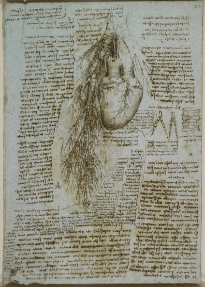 Desene anatomice ale lui Leonardo da Vinci postate în acces liber