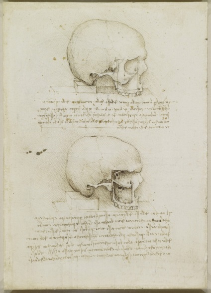 Desene anatomice ale lui Leonardo da Vinci postate în acces liber