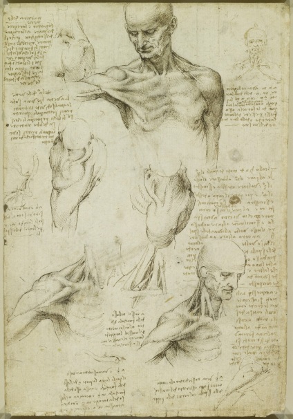 Desene anatomice ale lui Leonardo da Vinci postate în acces liber