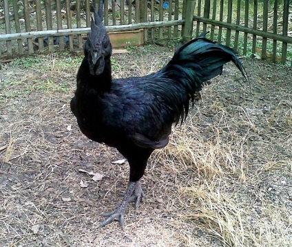 Ayam cemani - cocoș negru