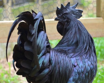 Ayam cemani - cocoș negru