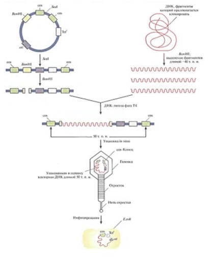 Bacteriofage, cosmide - transformarea bacteriilor ca bază a ingineriei genetice și moleculare