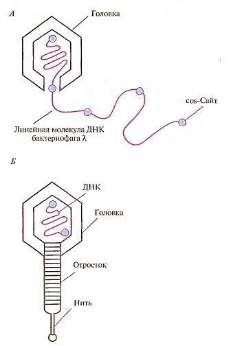 Bacteriofage, cosmide - transformarea bacteriilor ca bază a ingineriei genetice și moleculare