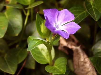 Barvinok - plantare și îngrijire, proprietăți terapeutice ale florilor de vinca