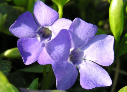Télizöld - ültetés és gondozás, a gyógyító tulajdonságait virágok Vinca